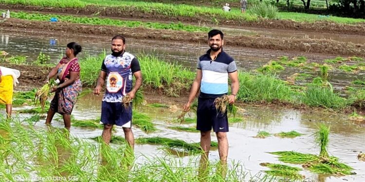 माणगावात काळ्या भाताची शेती