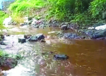 विषारी पाण्यामुळे माशांचा खच