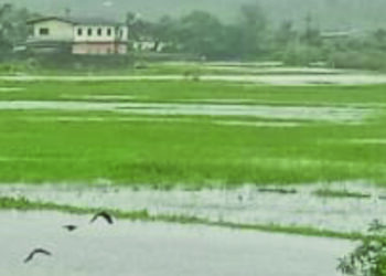 मुरूड तालुक्यातील शेतीला पाण्याचा विळखा