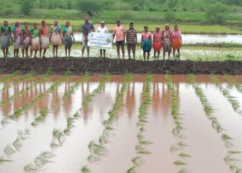 चार सूत्री भात लागवडीवर भर