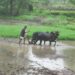 शेतीच्या कामासाठी बळीराजा सज्ज