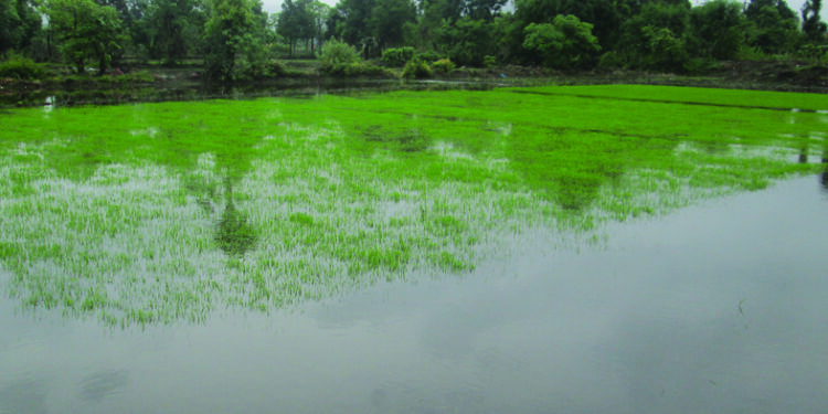 हजारो एकर भातशेती पाण्याखाली