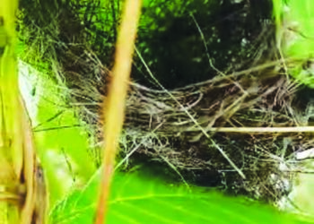 पावसाळ्यातील अद्भूत पक्ष्यांची घरटी