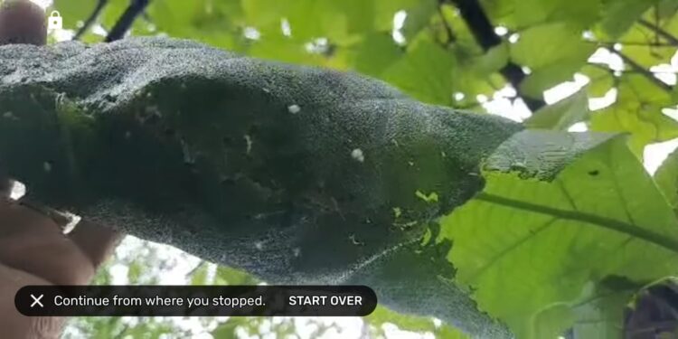 पावसाळ्यातील अद्भूत पक्ष्यांची घरटी