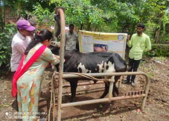 लंपीविरोधी लसीकरण मोहीम सुरू