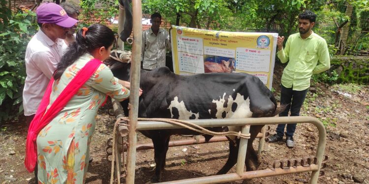 लंपीविरोधी लसीकरण मोहीम सुरू