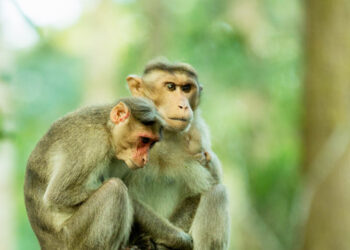 माकडांमुळे शेतकरी त्रस्त