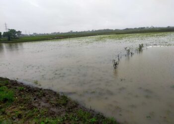 पेण तालुक्यात ओल्या दुष्काळाचे सावट