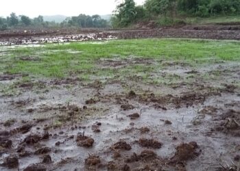 पावसाच्या अनियमितने दुबार पेरण्यांचे संकट