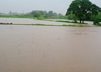 अतिवृष्टीमुळे शेतकरी चिंताग्रस्त
