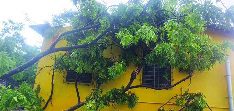 अक्कादेवी अंगणवाडीवर पडलेले झाड हटविले