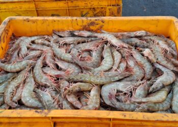 मत्स्यशेती व्यवसायातून कोट्यावधींची उलाढाल