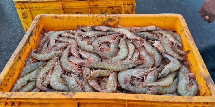 मत्स्यशेती व्यवसायातून कोट्यावधींची उलाढाल