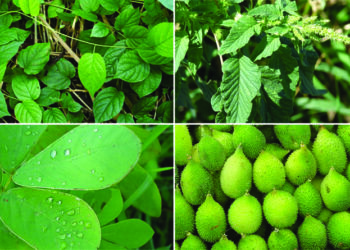 गृहिणींची रानभाज्यांना पसंती