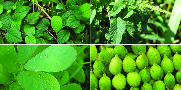 गृहिणींची रानभाज्यांना पसंती