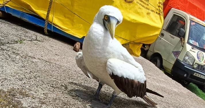 कोर्लई समुद्रकिनारी दुर्मिळ पक्षाचे दर्शन