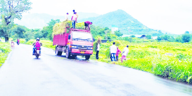 गवत विक्रीतून आदिवासींना रोजगार