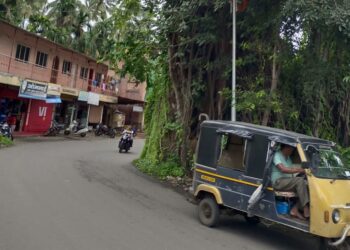 तटबंदीवरील झाडांचा वाहनांना धोका