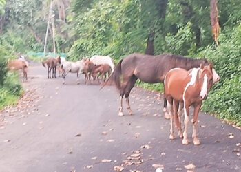 श्रीवर्धनमध्ये मोकाट घोड्यांचा संचार