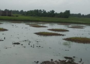 वाशी खारेपाटातील भातशेती ओसाड