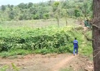 जिल्ह्यात फुलणार भाजीचा मळा