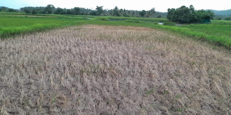 श्रावणात घननीळा न बरसल्याने हिरवीगार शिवार कोमेजली