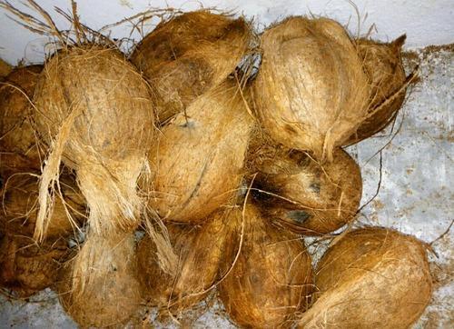 अबब! या नारळाची किंमत ऐकून तुम्हीही व्हाल थक्क…