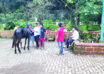 माथेरानमध्ये अश्वांच्या आजारावर उपचार