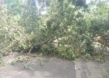 धोकवडे येथे वटवृक्ष कोसळला