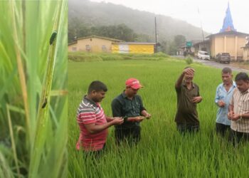भात पिकावर किडींचा प्रादूर्भाव