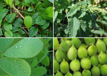 शेतकऱ्यांकडून वाळवीचे पदार्थ विक्रीसाठी