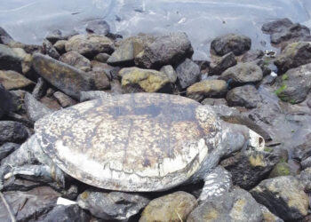 नांदगाव समुद्र किनारी मृत कासव