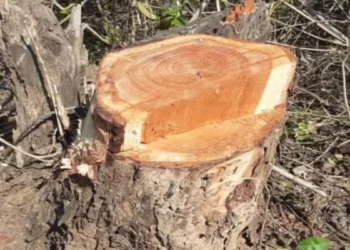 रोह्याच्या जंगलात खैराची अवैध कत्तल