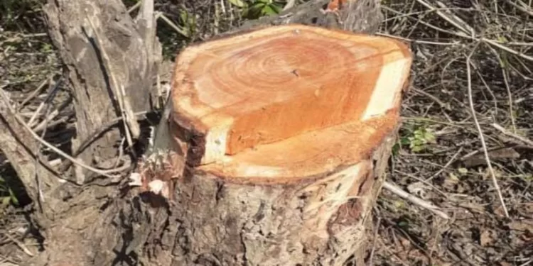 रोह्याच्या जंगलात खैराची अवैध कत्तल