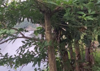 उल्हास नदीकाठ औषधी वनस्पतींनी बहरला