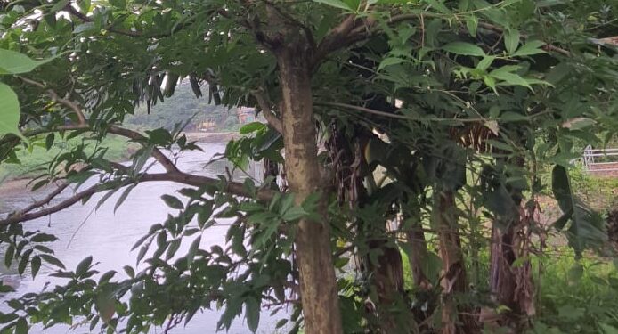 उल्हास नदीकाठ औषधी वनस्पतींनी बहरला