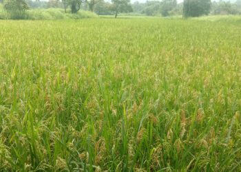 पीएम किसान योजनेसाठी ई-केवायसी अनिवार्य