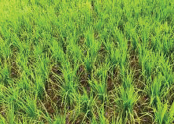 मुरूड परिसरात उन्हाचे चटके