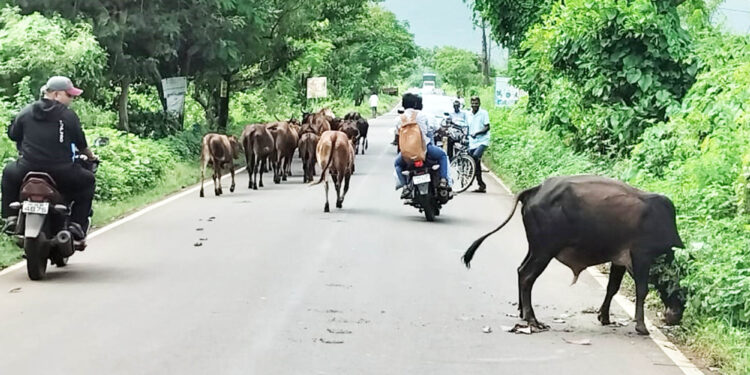 बोर्लीपंचतनमध्ये मोकाट गुरांचा उपद्रव