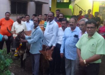 भायदे यांना गाय-वासरु प्रधान