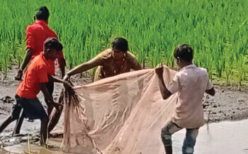 ग्रामीण भागात मासेमारीला सुगीचे दिवस