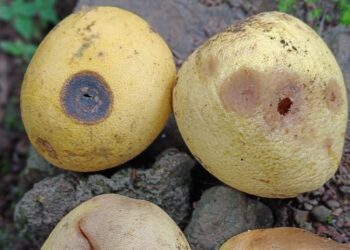 पपनस पिकावर कीड रोग