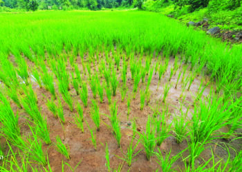 कर्जत तालुक्यातील शेती संकटात