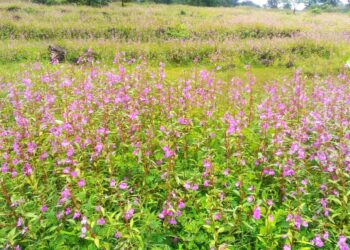 तेरड्याची आकर्षक फुले रानोमाळ बहरली