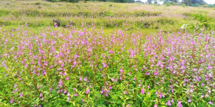 तेरड्याची आकर्षक फुले रानोमाळ बहरली