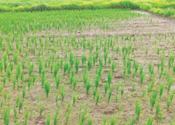 पावसाअभावी भातशेती कोरडी; बळीराजा धास्तवला