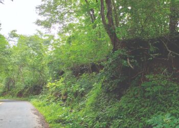 गारभट खिंडीतील झाडे धोकादायक