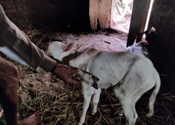 गायीने दिला सात पायाच्या वासराला जन्म