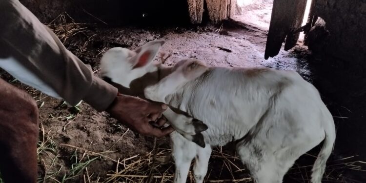गायीने दिला सात पायाच्या वासराला जन्म