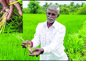 भात पिकावर खोडकिड्याचा प्रादुर्भाव